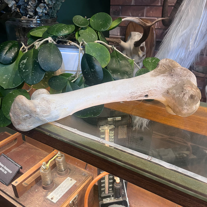 Water Buffalo Femur