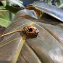 Mountain Lion Skull Necklace