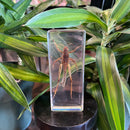 Locust Paperweight