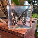 Veined Jay Butterfly Paperweight