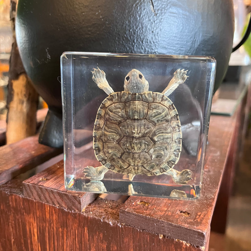 Turtle Paperweight