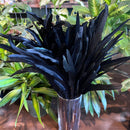 Rooster Feather