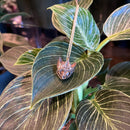 Snapping Turtle Necklace