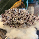 Large Purple Barnacle Cluster