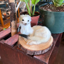 Ermine Taxidermy Mount