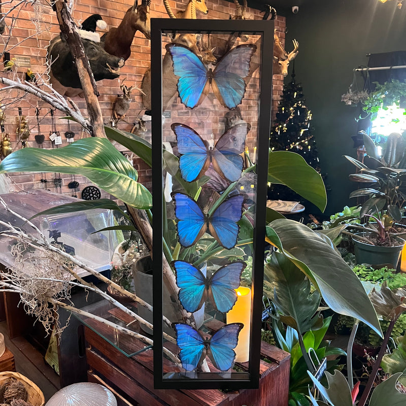 5 Morpho Butterflies in Double Glass Frame