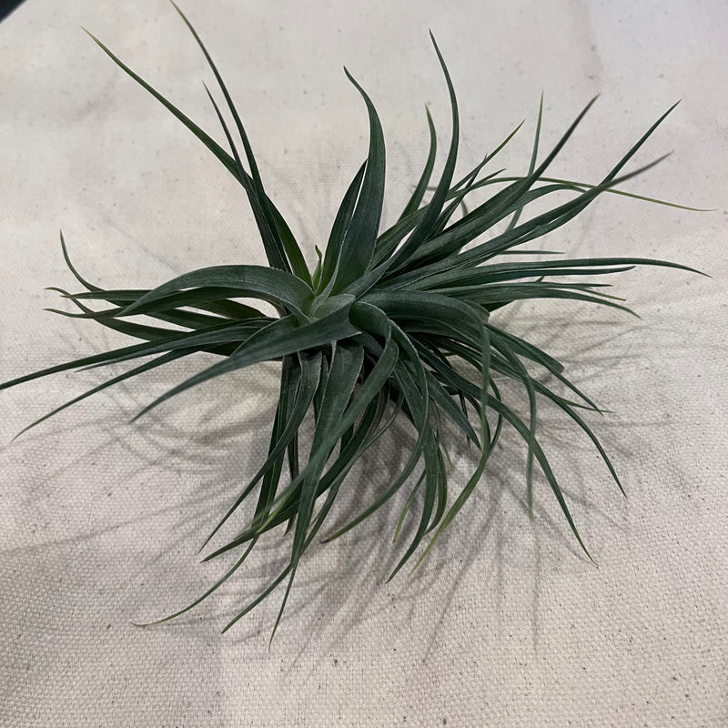 Tillandsia