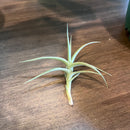 Tillandsia