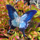 Butterfly Hair Claw Clip