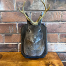 Small Taxidermy Jackalope