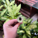 Black Bug Pen