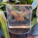 Large Longan Lanternfly Paperweight
