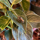 Kangaroo Skull Necklace