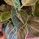 Gemsbok Skull Necklace