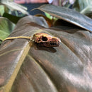 Arctic Fox Skull Necklace