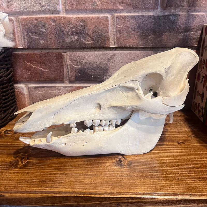 Hog Skull