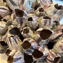 Large Purple Barnacle Cluster