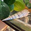 Marlin Spike Shell