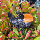 Insect Hair Claw Clip