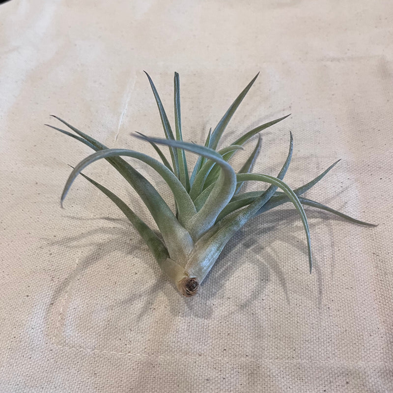 Tillandsia