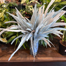 Rooster Feather