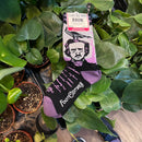 The Raven Poe Socks