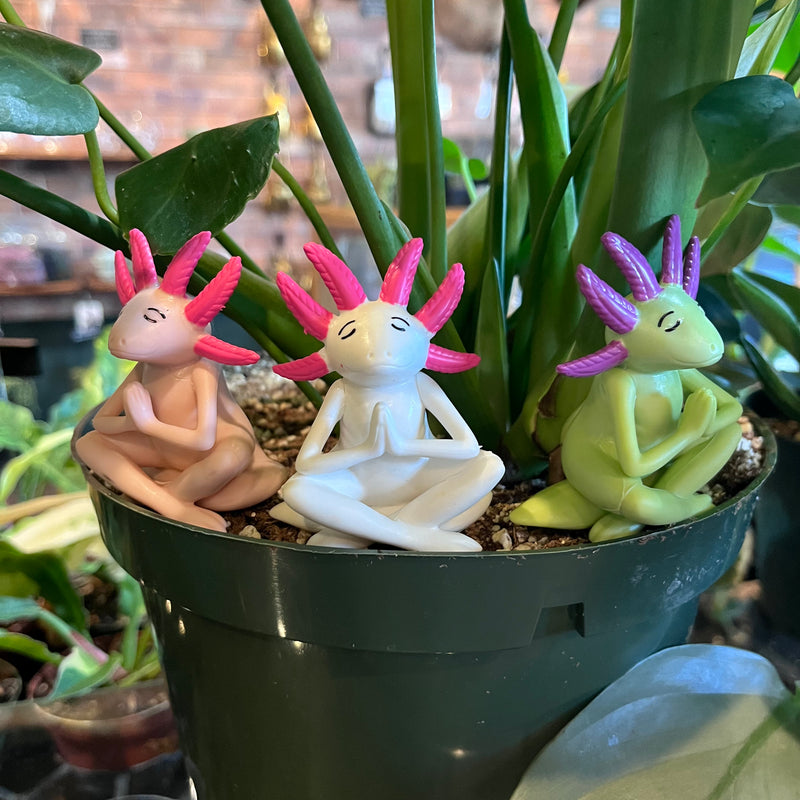 Meditating Axolotl