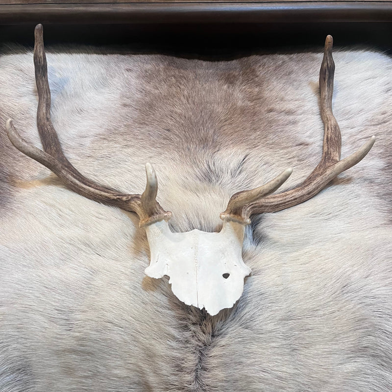 Fallow Deer Skull Plate