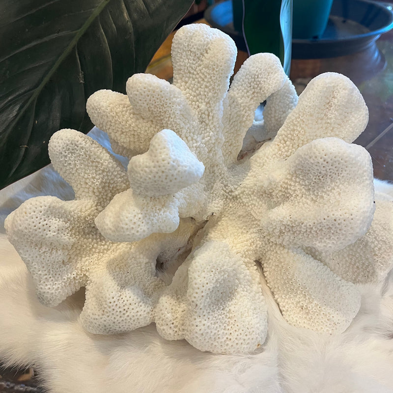 Cats Paw Coral