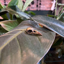 Raven Skull Necklace