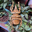 Gold Elephant Beetle Wall Decor