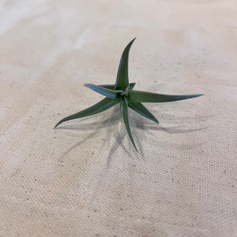 Tillandsia