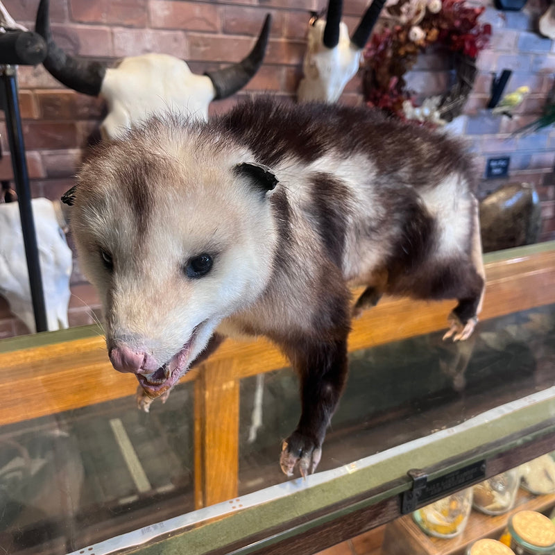 Opossum Taxidermy Mount