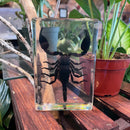 XL Black Scorpion Paperweight