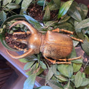 Gold Elephant Beetle Wall Decor