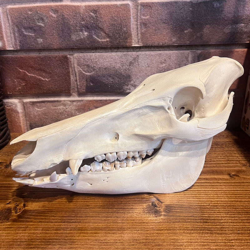 Hog Skull