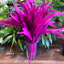 Rooster Feather