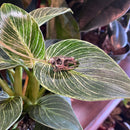 Capybara Skull Necklace