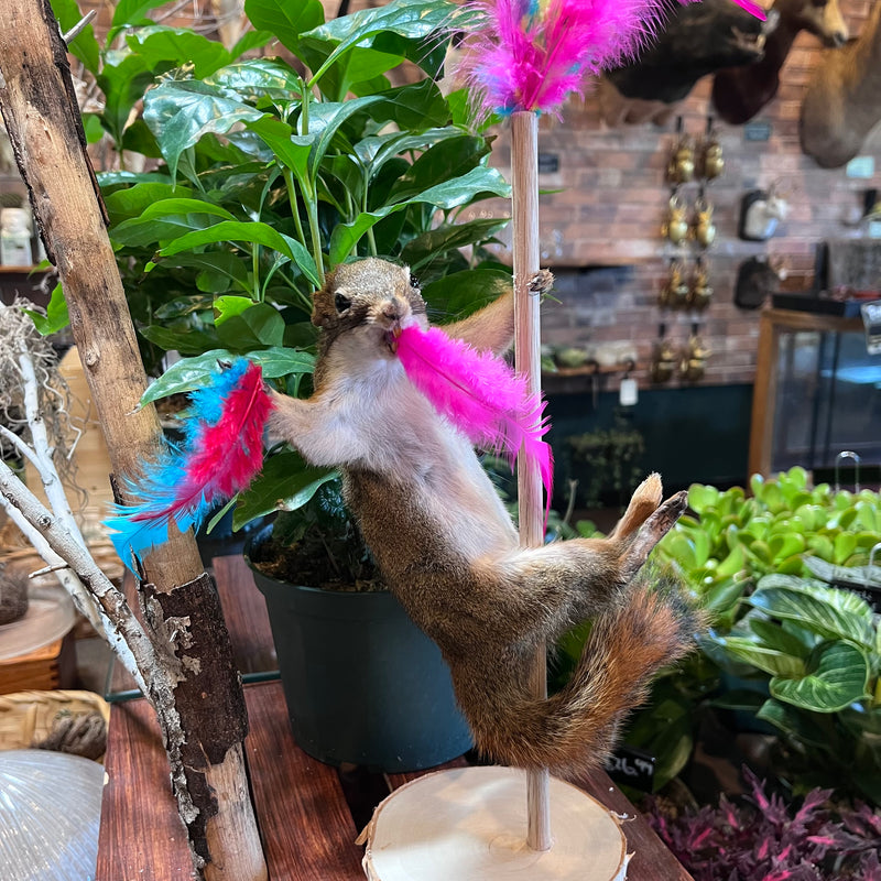 Stripper Squirrel Taxidermy Mount