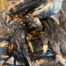 Small Alligator Foot