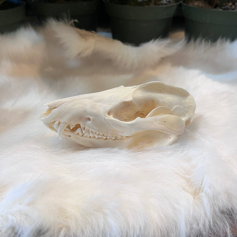 Opossum Skull