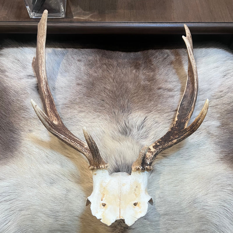 Fallow Deer Skull Plate