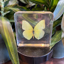 Common Emigrant Butterfly Paperweight