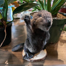 Taxidermy Beaver Kit