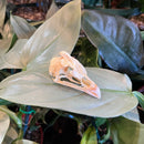 Guinea Fowl Skull