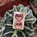 Mini Vintage Eye Matchbox