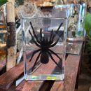 XL Tarantula Paperweight