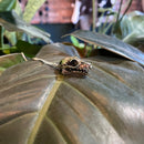 Greater Flying Fox Skull Necklace