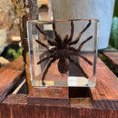 Medium Tarantula Paperweight