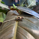 Coyote Skull Necklace